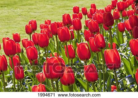 Red Tulips In Queen Elizabeth Park, Vancouver, British Columbia, Canada View Large Photo Image Stock Image - Red Tulips In Queen Elizabeth Park, Vancouver, British Columbia, Canada. Fotosearch