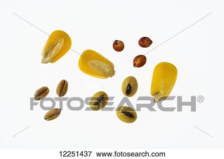 Red winter wheat, yellow grain corn, soybeans and red sorghum on a white background View Large Photo Image Stock Photo - Red winter wheat, yellow grain corn, soybeans and red sorghum on a white background. Fotosearch