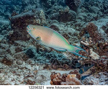 Redlip Parrotfish (Scarus rubroviolaceus); Kona, Island of Hawaii, Hawaii, United States of America View Large Photo Image Stock Image - Redlip Parrotfish (Scarus rubroviolaceus); Kona, Island of Hawaii, Hawaii, United States of America. Fotosearch