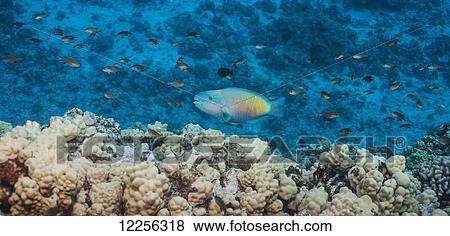 Redlip Parrotfish (Scarus rubroviolaceus) and coral reef; Kona, Island of Hawaii, Hawaii, United States of America View Large Photo Image Stock Photo - Redlip Parrotfish (Scarus rubroviolaceus) and coral reef; Kona, Island of Hawaii, Hawaii, United States of America. Fotosearch