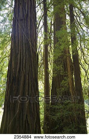 Redwoods In Muir Woods National Monument; Marin County, California, Usa View Large Photo Image Picture - Redwoods In Muir Woods National Monument; Marin County, California, Usa. Fotosearch