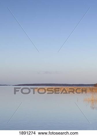 Picture - Reed Bed At Lake Vanern. Fotosearch