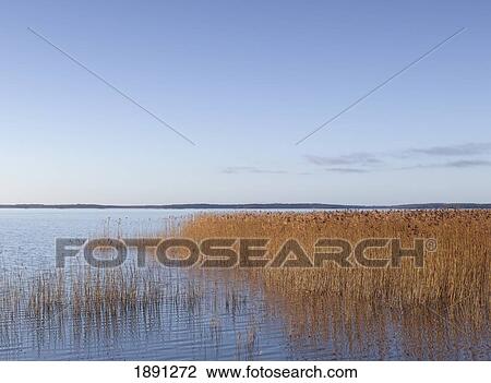 Reed Bed At Lake Vanern View Large Photo Image Stock Image - Reed Bed At Lake Vanern. Fotosearch