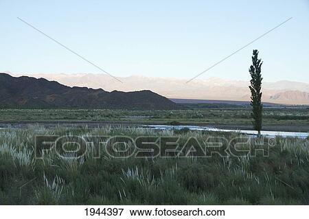Stock Photo - Reeds By Rio Jachal At Sunrise, San Juan, Argentina. Fotosearch