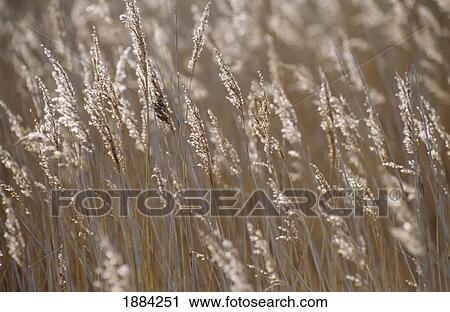 Reeds, Close Up View Large Photo Image Stock Image - Reeds, Close Up. Fotosearch