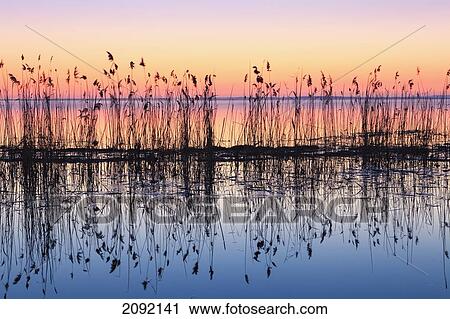 Reeds Reflected In Water At Dusk; Ile Saint-Bernard Quebec Canada View Large Photo Image Stock Image - Reeds Reflected In Water At Dusk; Ile Saint-Bernard Quebec Canada. Fotosearch
