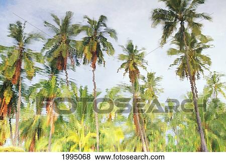 Reflection Of Many Palm Trees Against Blue Skies In Pond View Large Photo Image Stock Photo - Reflection Of Many Palm Trees Against Blue Skies In Pond. Fotosearch