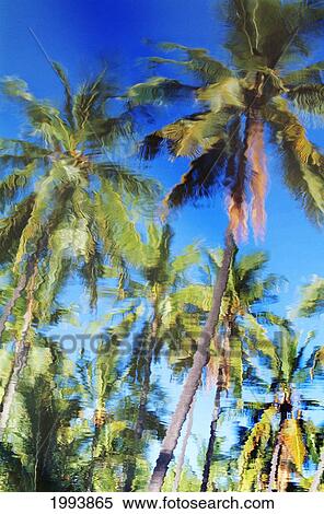 Stock Photography - Reflection Of Many Palm Trees Against Blue Skies In Pond. Fotosearch