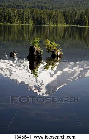 Stock Image - Reflection Of Mt. Hood In Trillium Lake; Mt, Hood National Forest, Oregon, Usa. Fotosearch