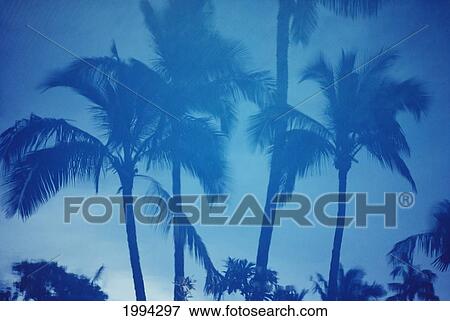 Stock Photo - Reflection Of Palm Trees In Water, Blue Hues. Fotosearch