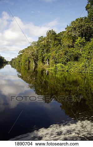 Picture - Reflections In Tributary Of Amazon River; Peru. Fotosearch