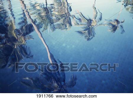 Reflections Of Palm Trees In The Swimming Pool Of The Palms Hotel, Paje, Zanzibar, Tanzania. View Large Photo Image Stock Photograph - Reflections Of Palm Trees In The Swimming Pool Of The Palms Hotel, Paje, Zanzibar, Tanzania.. Fotosearch