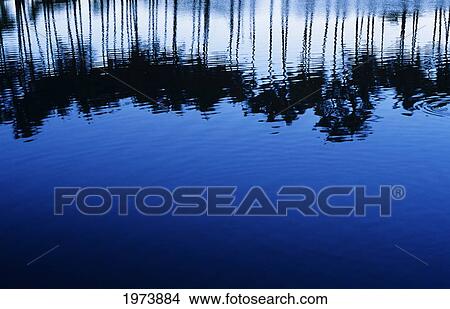 Reflections Of Row Of Palm Trees In Blue Pond. View Large Photo Image Picture - Reflections Of Row Of Palm Trees In Blue Pond.. Fotosearch