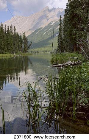 Reflections On Beaver Lake, Jasper National Park, Alberta View Large Photo Image Stock Image - Reflections On Beaver Lake, Jasper National Park, Alberta. Fotosearch