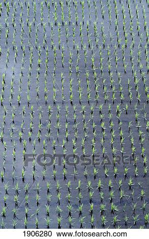 Stock Image - Regular Pattern Of Rice Planted Near The Village O Kakunodate, Near Honshu, Japan. Fotosearch