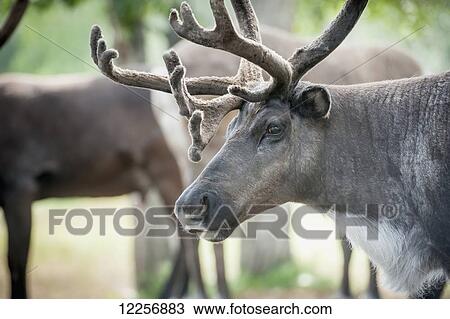 Reindeer (Rangifer tarandus) in a pasture; Fairbanks, Alaska, United States of America View Large Photo Image Stock Image - Reindeer (Rangifer tarandus) in a pasture; Fairbanks, Alaska, United States of America. Fotosearch