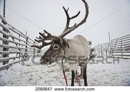 Stock Photo - Reindeer With Hitch At Ounaskievari Reindeer Farm, Levi, Lapland, Finland. Fotosearch