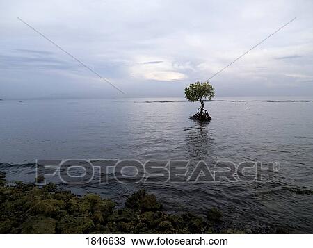 Remote Tree In Flooded Area; Bali, Indonesia View Large Photo Image Stock Image - Remote Tree In Flooded Area; Bali, Indonesia. Fotosearch