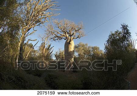 Stock Photo - Reniala Reserve, Mangily, Toliara Province, Madagascar. Fotosearch