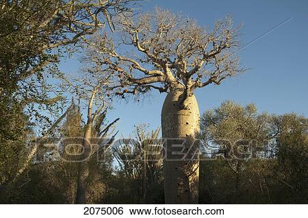 Reniala Reserve, Mangily, Toliara Province, Madagascar View Large Photo Image Stock Photograph - Reniala Reserve, Mangily, Toliara Province, Madagascar. Fotosearch