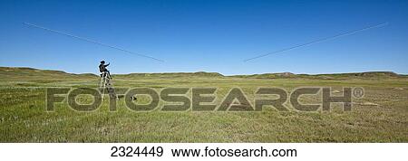 Researcher counting endangered black-tailed prairie dog population, Grasslands National Park; Saskatchewan, Canada View Large Photo Image Stock Photo - Researcher counting endangered black-tailed prairie dog population, Grasslands National Park; Saskatchewan, Canada. Fotosearch