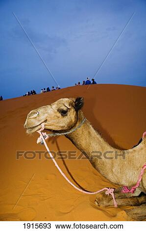 Resting Camel View Large Photo Image Stock Image - Resting Camel. Fotosearch