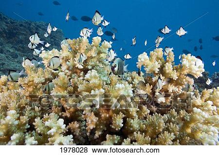 Stock Photo - Reticulated Damselfish (Dascyllus Reticulatus) is also known as Headband Humbug; Fiji. Fotosearch