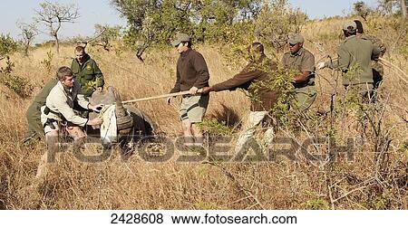 Stock Photo - Rhino notching at Phinda Private Game Reserve; South Africa. Fotosearch
