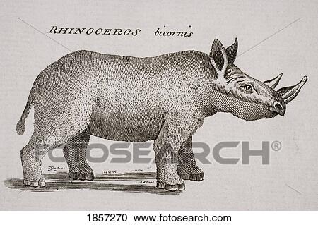 Rhinoceros Bicornis. Engraved By P. Halpin 18Th Century. View Large Photo Image Stock Image - Rhinoceros Bicornis. Engraved By P. Halpin 18Th Century.. Fotosearch