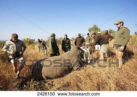 Stock Image - Rhinoceros notching, Phinda private game reserve; South Africa. Fotosearch