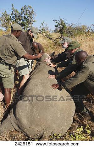 Stock Image - Rhinoceros notching, Phinda private game reserve; South Africa. Fotosearch