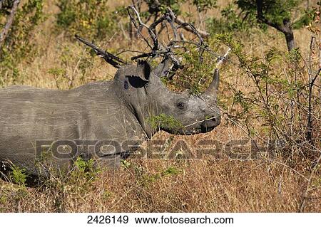Rhinoceros, Phinda private game reserve; South Africa View Large Photo Image Stock Photo - Rhinoceros, Phinda private game reserve; South Africa. Fotosearch