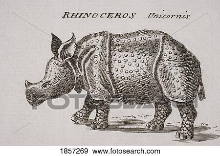 Stock Photo - Rhinoceros, Unicornis. Engraved By P. Halpin 18Th Century.. Fotosearch