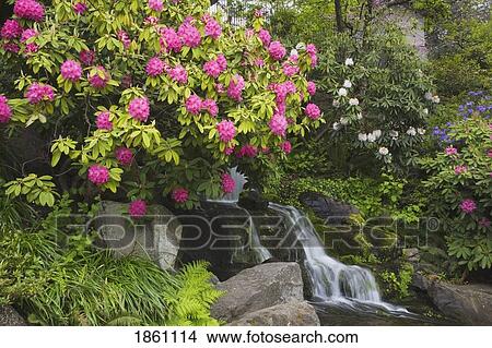 Picture - Rhododendrons With Waterfall. Fotosearch