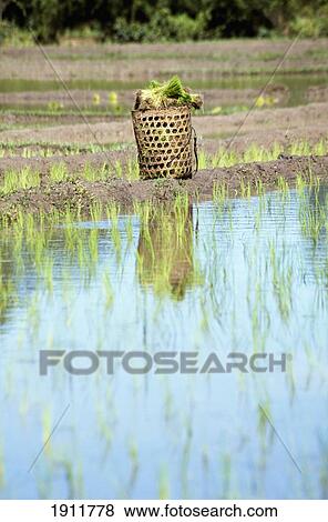Rice Basket In Paddy Field, Chaing Mai, Thailand. View Large Photo Image Stock Photo - Rice Basket In Paddy Field, Chaing Mai, Thailand.. Fotosearch