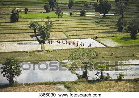 Rice Farm, Siem Reap, Cambodia View Large Photo Image Stock Image - Rice Farm, Siem Reap, Cambodia. Fotosearch