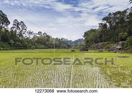 Rice field, Lemo, Toraja Land, South Sulawesi, Indonesia View Large Photo Image Stock Photo - Rice field, Lemo, Toraja Land, South Sulawesi, Indonesia. Fotosearch