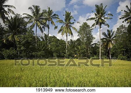 Stock Photo - Rice Field. Fotosearch