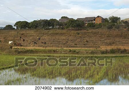 Rice Fields Along The Road Between Ambositra & Ambavalao, Fianarantsoa Province, Madagascar View Large Photo Image Stock Image - Rice Fields Along The Road Between Ambositra & Ambavalao, Fianarantsoa Province, Madagascar. Fotosearch
