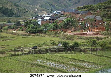 Picture - Rice Fields And Merina Village On The Road Between Antananarivo & Ambositra, Antananarivo Province, Madagascar. Fotosearch