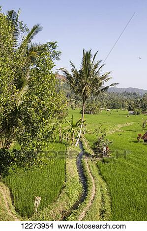 Picture - Rice fields in the valley of the Unda river, Sidemen, Bali, Indonesia. Fotosearch