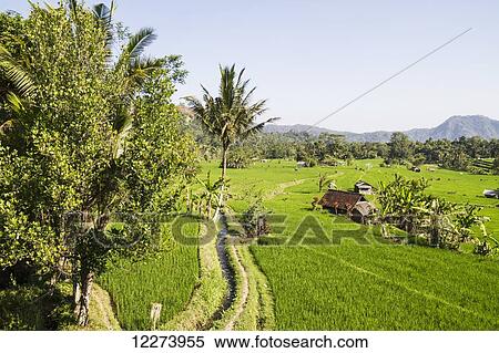 Stock Photography - Rice fields in the valley of the Unda river, Sidemen, Bali, Indonesia. Fotosearch