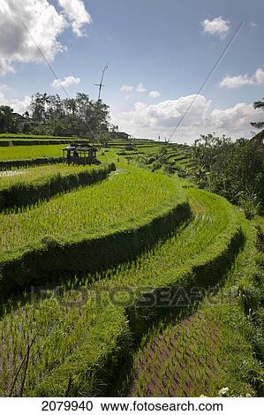 Stock Image - Rice Fields; Jatiluwih Bali Indonesia. Fotosearch