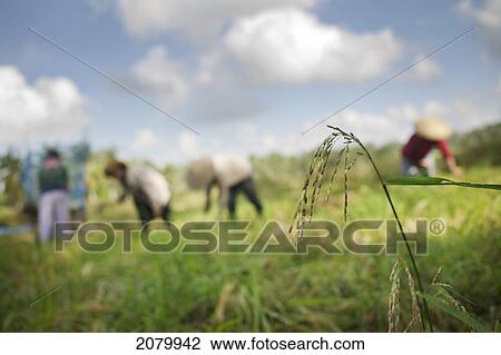 Stock Image - Rice Fields; Jatiluwih Bali Indonesia. Fotosearch