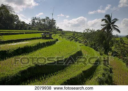Stock Photo - Rice Fields; Jatiluwih Bali Indonesia. Fotosearch