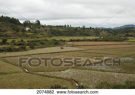 Stock Image - Rice Fields Near Ambositra, Fianarantsoa Province, Madagascar. Fotosearch