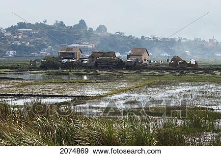 Stock Photo - Rice Fields Near Antananarivo, Madagascar. Fotosearch
