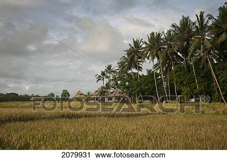 Stock Image - Rice Fields Near Ubud; Bali Indonesia. Fotosearch