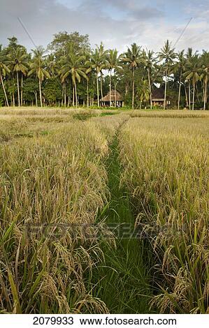 Rice Fields Near Ubud; Bali Indonesia View Large Photo Image Stock Image - Rice Fields Near Ubud; Bali Indonesia. Fotosearch