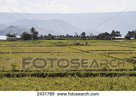 Rice fields, Samosir Island, Lake Toba, North Sumatra, Indonesia View Large Photo Image Stock Photo - Rice fields, Samosir Island, Lake Toba, North Sumatra, Indonesia. Fotosearch